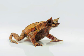 Horned Frog on white background