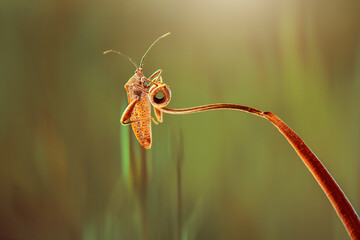 Grasshoppers  on a leaf