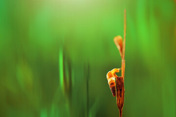 Small sanil on a leaf