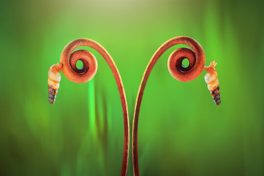 Small sanil on a leaf
