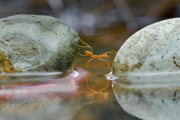 Ant Crossing a Stone