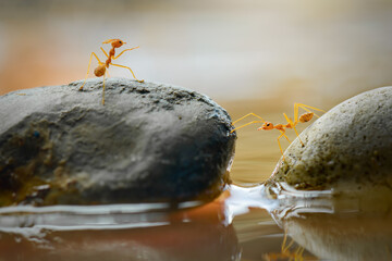 Ant Crossing a Stone
