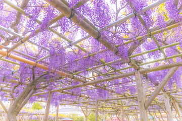 藤の花
Wisteria flowers