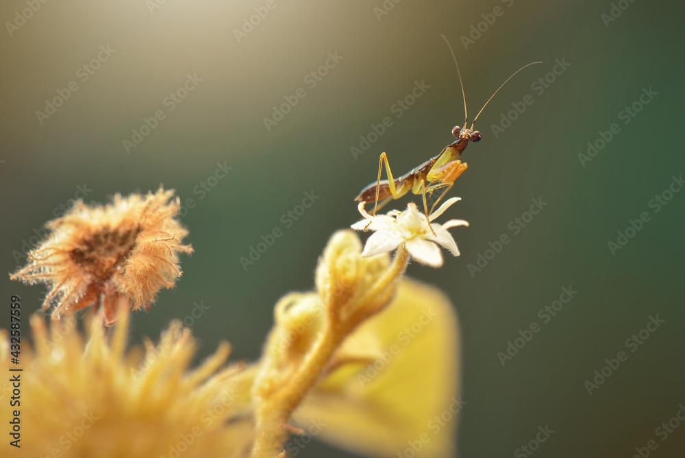 Wall mural Mantis On a flower