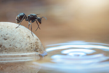 Naklejka premium Ant Crossing a Stone
