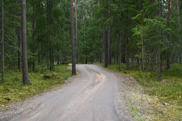 Naklejka premium A winding forest road in a coniferous forest in spring.