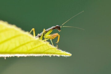 Mantis  on a leaf