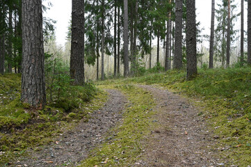 A winding forest road in a coniferous forest in spring.
