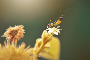 Mantis On a flower