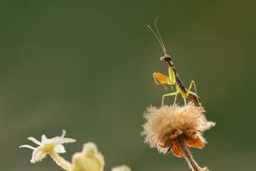 Mantis On a flower