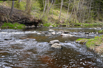 Naklejka na ściany i meble Forest river stream with stones in spring.
