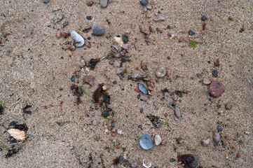 Stones and seaweed in the sea sand