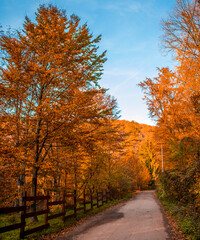 autumn in the forest