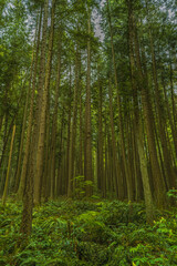 Fototapeta premium 2021-04-28 FOREST IN BRIDLE TRAIL STATE PARK IN BELLEVUE WASHINGTON