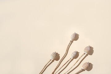 Minimal natural layout with dry poppy. Floral visuals with shadows, pastel monochrome color