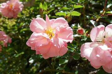 ピンク色の大きなバラの花
