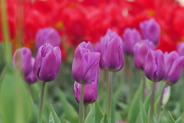flower bed with colourful tulips