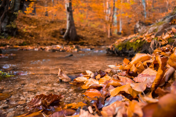 Obraz na płótnie Canvas autumn leaves in the water