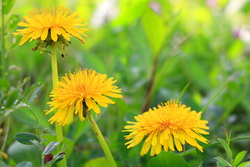 ３本のタンポポ