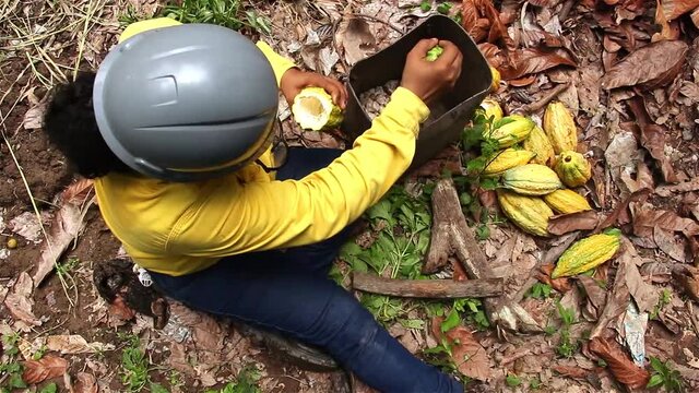 Mujer abre cacao