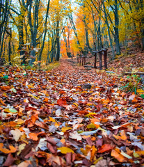 autumn in the forest