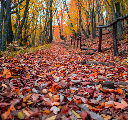 autumn in the forest