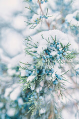 Pine branches and berries in snow. Blue juniper berries. The coniferous bush is covered with frost....