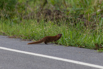 A brown mongoose on a paved road.