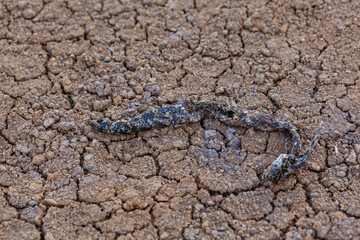 Snake corpses on the cracked ground