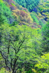 新緑に萌える安達太良山麓