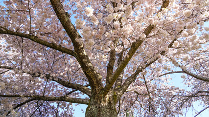Looking up to cherry blossom tree flowers and branches against blue sky