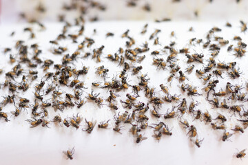 Flies trapped in glue traps
