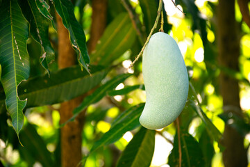 Mango that is popular to grow in Thailand. It's called "Khiaosawoey"