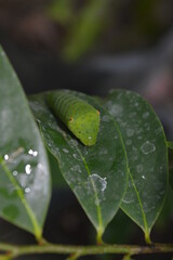 caterpillar on a leaf