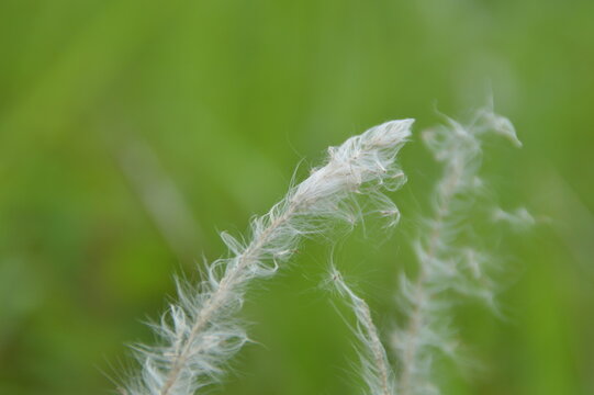 dandelion in the grass