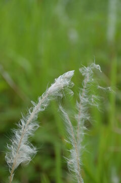 close up of grass