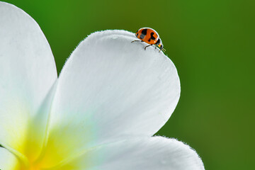 Lady Bug on flowers