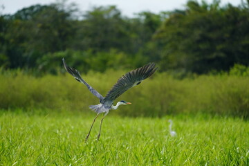 eagle in flight