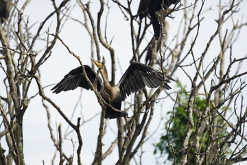 blue heron