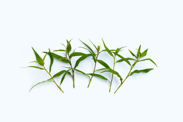 Vietnamese coriander leaves on white background.