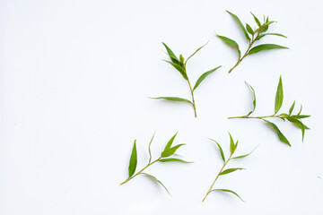 Fototapeta na wymiar Vietnamese coriander leaves on white background.