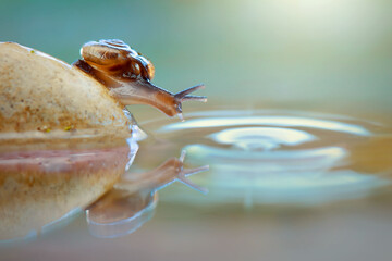 snail on a stone © Dwi
