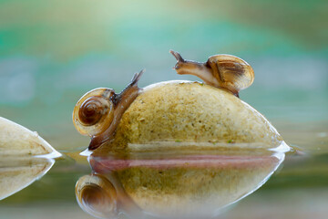 snail on a Stone © Dwi