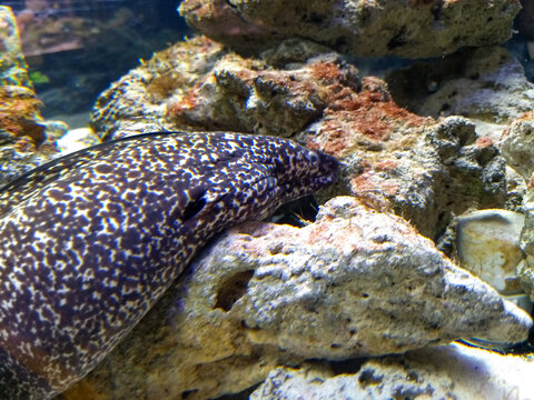 Blue Sea Anemone