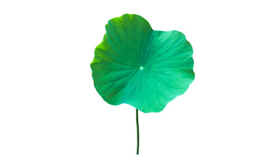 Isolated waterlily or lotus leaves with clipping paths.