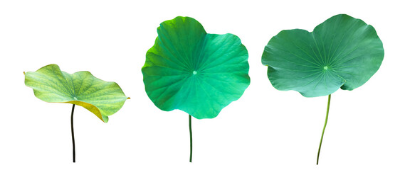 Isolated waterlily or lotus leaves with clipping paths.