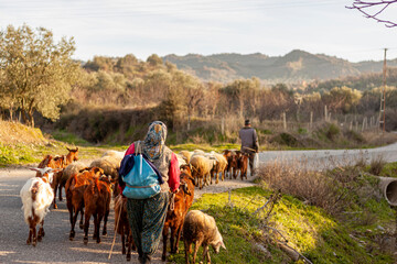 Two villagers are bringing the herd back from grazing at the end of the day. A rural area in western Anatolian region of Turkey near Manisa province. Villagers wearing traditional clothes - obrazy, fototapety, plakaty