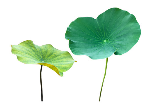 Isolated waterlily or lotus leaves with clipping paths.