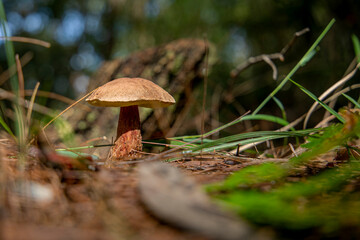 Wild mushrooms and fungi found in forests of Australia