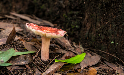 Wild mushrooms and fungi found in forests of Australia